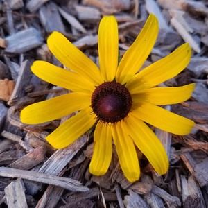 Meet your Posher, Vaseema